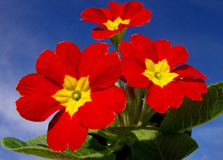 2월 4일 탄생화 빨간앵초의 꽃말과 꽃점