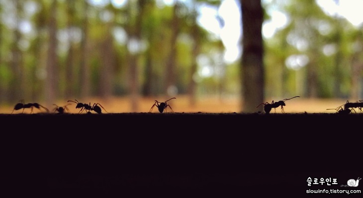 집에 개미가 생기는 이유와 아기 키우는 집에서 개미 없애는 방법 - 슬로우인포