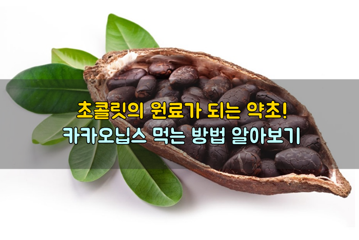 카카오닙스 먹는법 간단하게 알아봐요 :: 부자재벌이야기