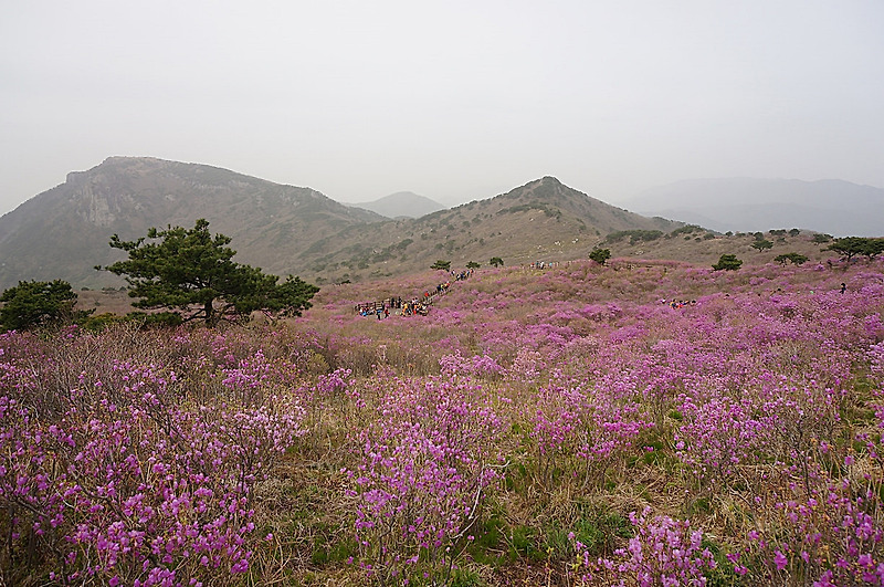 대구 비슬산