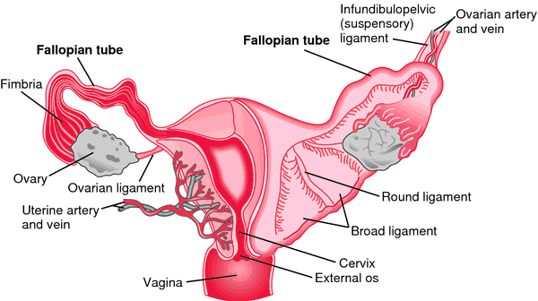 fallopian-tube