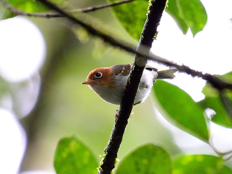 SUNDA WARBLER [Indonesian endemic]