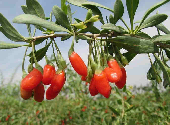 Goji Berries Health Benefits And Side Effects