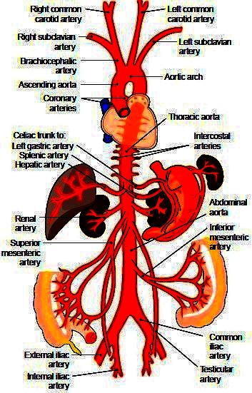 artery