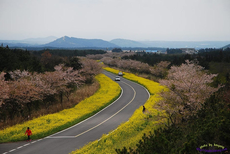 한국에서 가장 아름다운 유채꽃 도로 '녹산로'