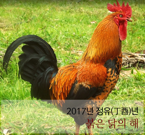 2017년은 무슨 띠, 무슨 해? 2017년 삼재는?