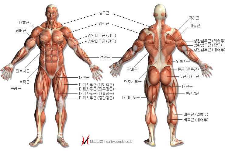 부위별 근육 명칭