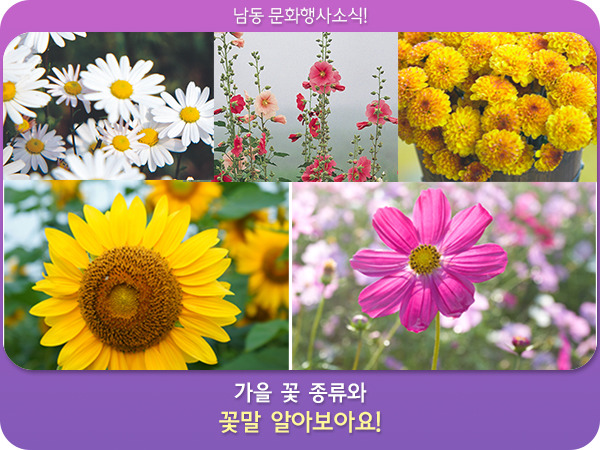 가을 꽃 종류와 꽃말 알아보아요!