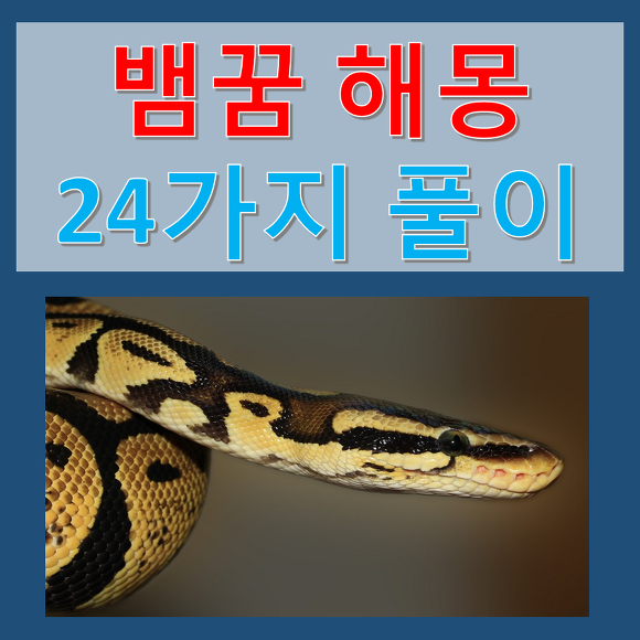 뱀이 나오는 꿈 해몽 24가지