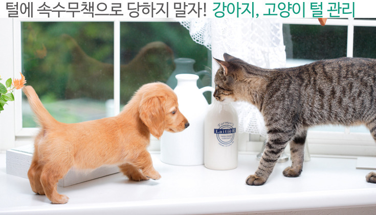 털에 속수무책으로 당하지 말자! 강아지, 고양이 털 관리