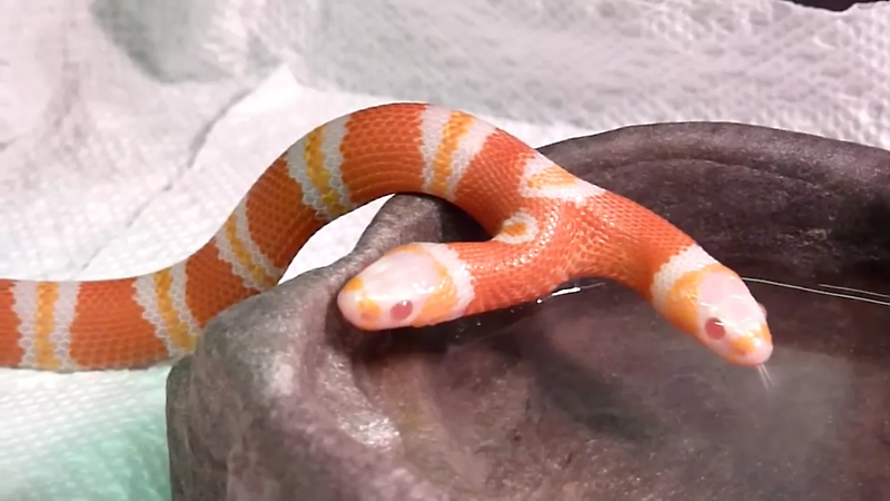 TWO HEAD SNAKE