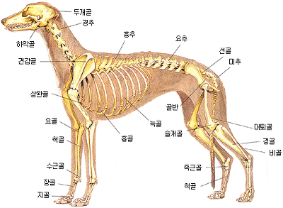 개의 골격구조