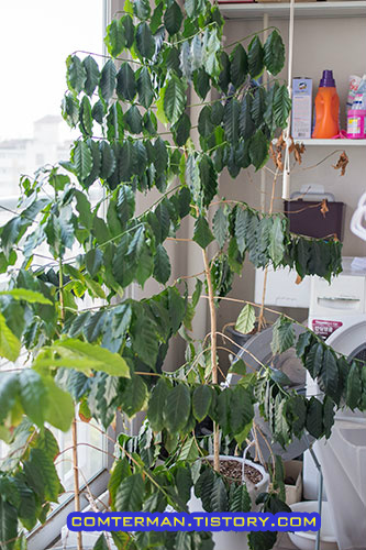 커피나무 물주는 요령. 거대해진 3년생 커피나무로 부터 배우는 커피나무 물주기 방법