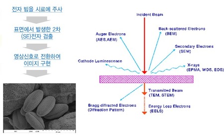 주사전자현미경 이미지