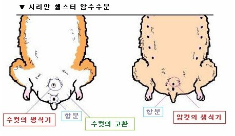 햄스터 암수 구별법