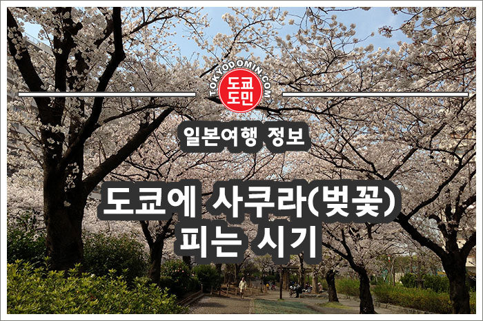 도쿄에 벚꽃(사쿠라) 피는 시기. 언제 사쿠라가 피나요?
