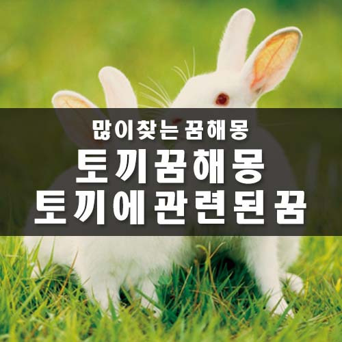 토끼 꿈해몽 토끼가 나오는 꿈 토끼는 무슨 의미인가요?