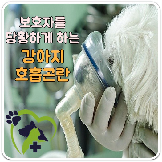강아지 숨가쁨/숨 헐떡/호흡이상 원인 및 대처방법