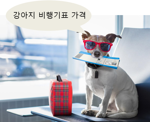 PuppyHappy :: 강아지 비행기 이용방법 + 비행기표 가격, 반려동물 비행기 가격 대한항공 아시아나