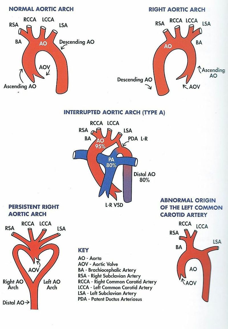 how many aortic arches are found in mammals