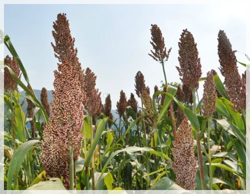 수수쌀 효능 및 성질 수수 먹는 법 - 블로그 스토리