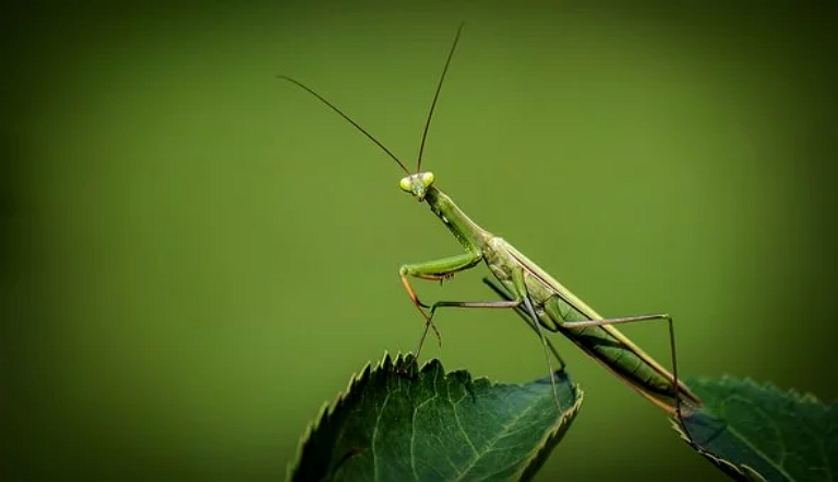 사마귀 꿈 사마귀 꿈해몽 죽이는 꿈 잡는 꿈 나오는 꿈 사마귀한테 물리는 꿈 태몽 꿈