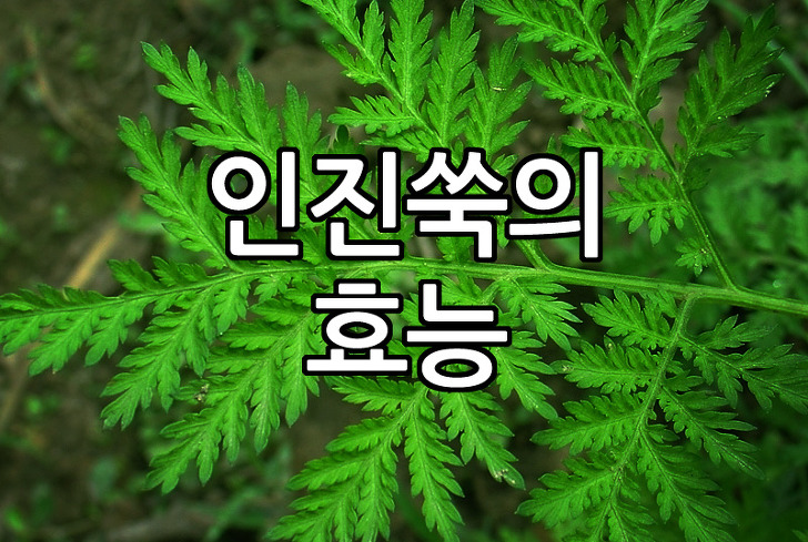 인진쑥 효능 부작용 알아보아요. 차 조청 인진쑥환