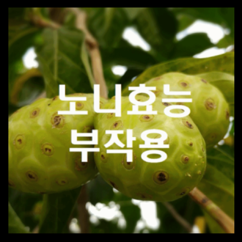 노니차 마시는 법, 분말 먹는 법 및 효과 및 부작용