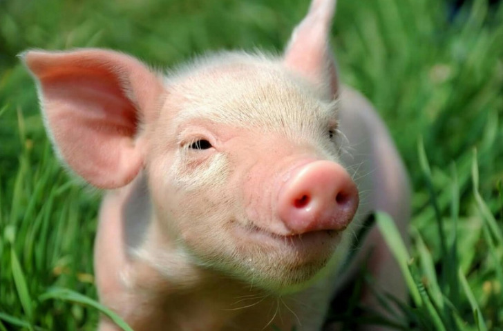돼지띠와 잘맞는띠, 상극인띠, 돼지띠 나이를 돼지띠의 띠별궁합을 통해 알아 봅니다.
