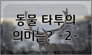 동물 타투의 의미]거미타투,뱀타투,사슴타투 동물 타투의 뜻은?[2편]