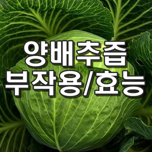 양배추즙 부작용 효능 알고드세요.