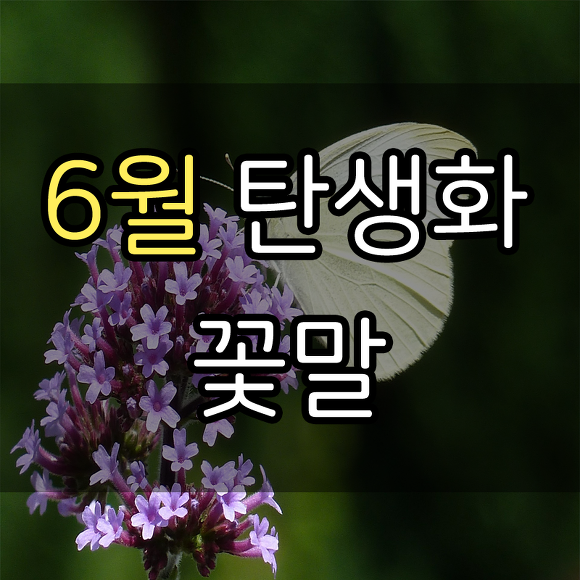 냠마루 :: 6월 탄생화, 꽃말