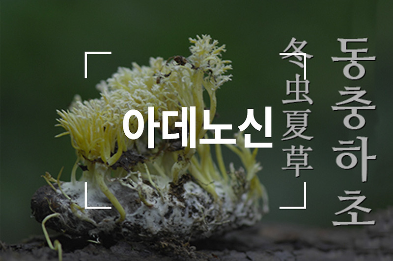 피도남 :: 아데노신