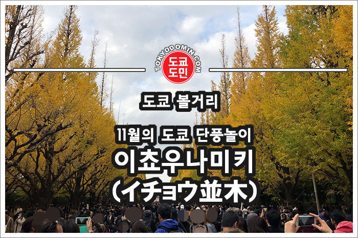 도쿄 11월 볼거리 - 이쵸우나미키(イチョウ並木) 축제. 도쿄 아오야마1초메에서 보는 단풍놀이