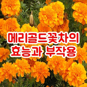 메리골드 꽃차 효능 금잔화차 먹는방법 맛