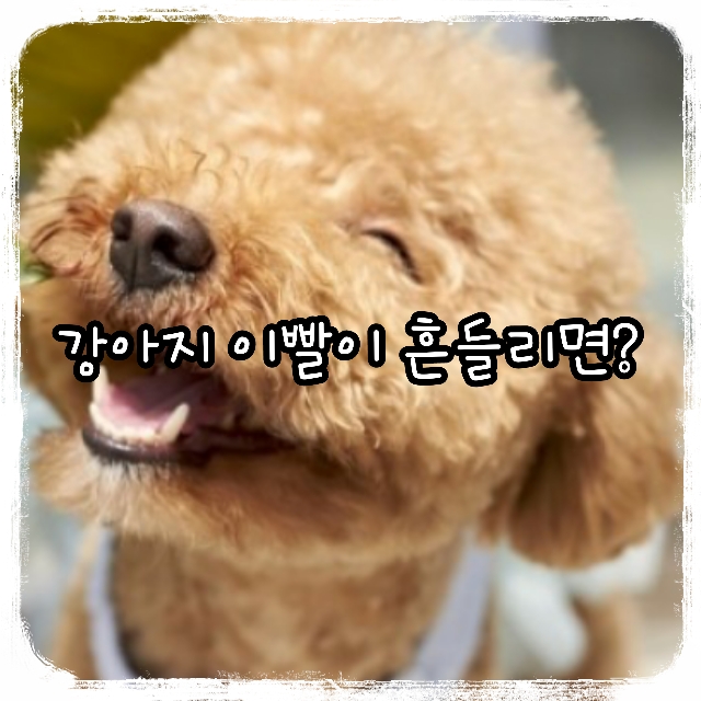 강아지 이빨이 흔들리면?