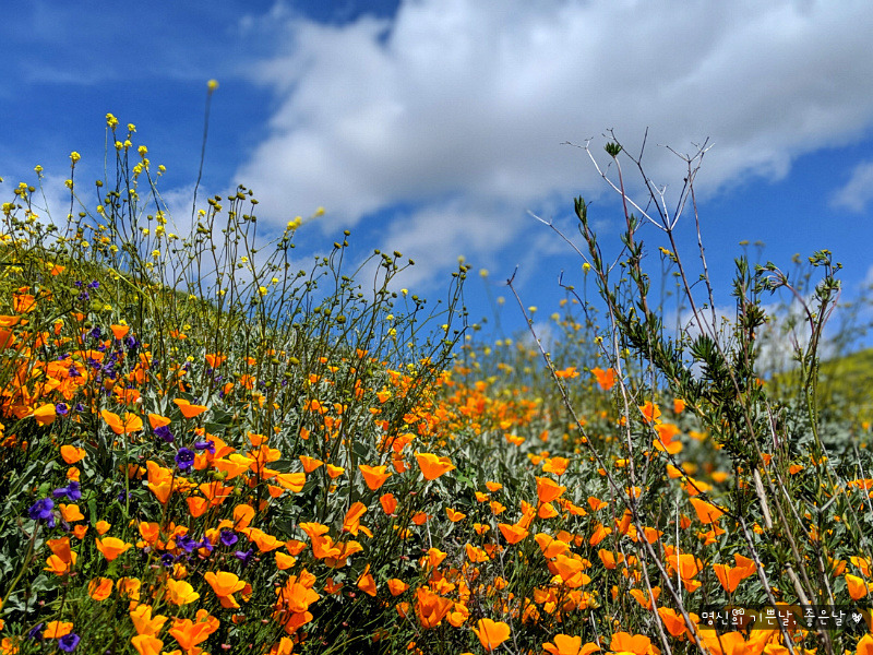 캘리포니아 여행 명소, 캘리포니아 봄 명소 Poppy Fields in Lake Elsinore