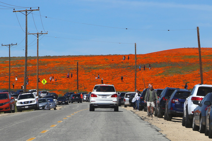 앤틸롭밸리 파피꽃 보호구역(Antelope Valley California Poppy Reserve) 주립공원의 완벽한 슈퍼블룸!