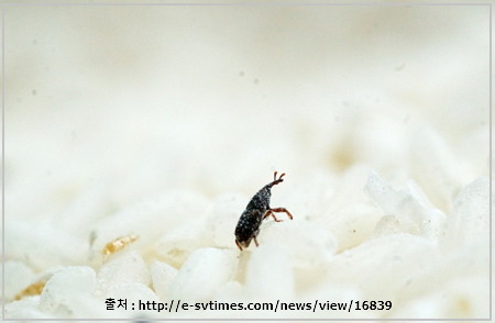쌀벌레 없애는법 BEST 15가지,  쌀벌레 생기는 이유! :: 너머로