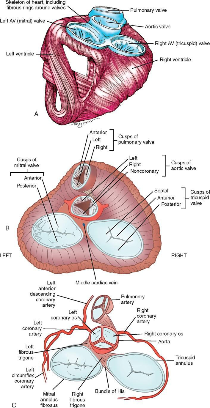 heart valve