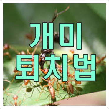 개미 퇴치법 알아보기