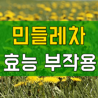 민들레차 효능 부작용 알아봐요