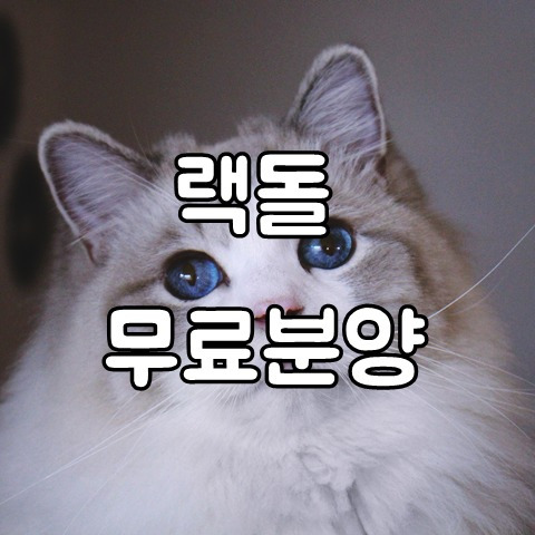 랙돌 무료 분양 방법 공유합니다.