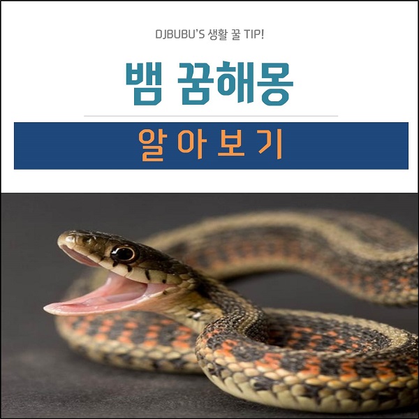 뱀 꿈해몽