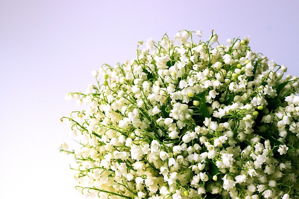 송혜교 고소영 부케 은방울꽃 꽃말 및 은방울꽃 부케 놀라운 비밀