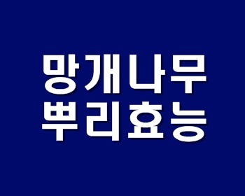 망개나무 뿌리 효능 베스트 정리