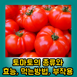 토마토의 종류와 효능, 잘먹는방법과 부작용까지 총정리(feat 대저 짭짤이 토마토)