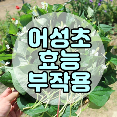 어성초 효능.부작용 및 사용후기