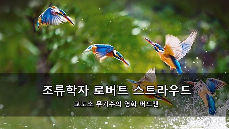 조류학자 로버트 스트라우드 - 교도소 무기수의 영화 버드맨 ...