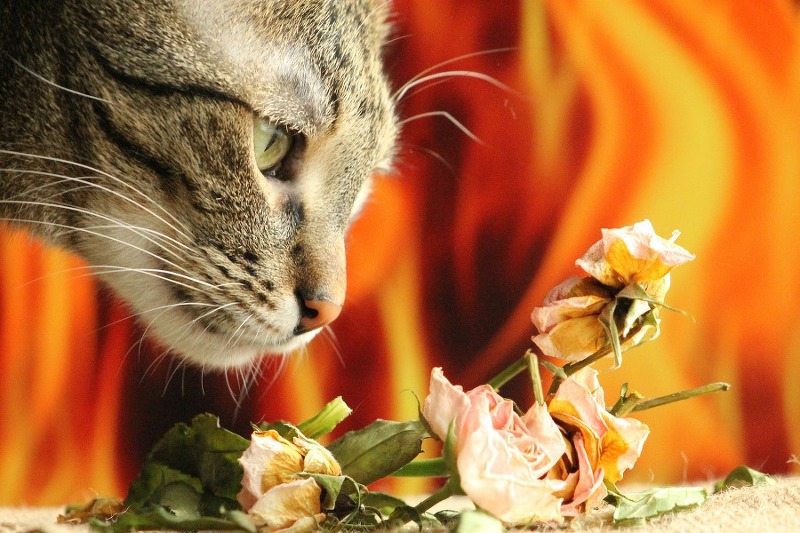 고양이와 향에 대하여(아로마오일, 에센셜오일, 함유제품[향초, 디퓨져 등], 주의사항 등) :: 메론커피의 티스토리